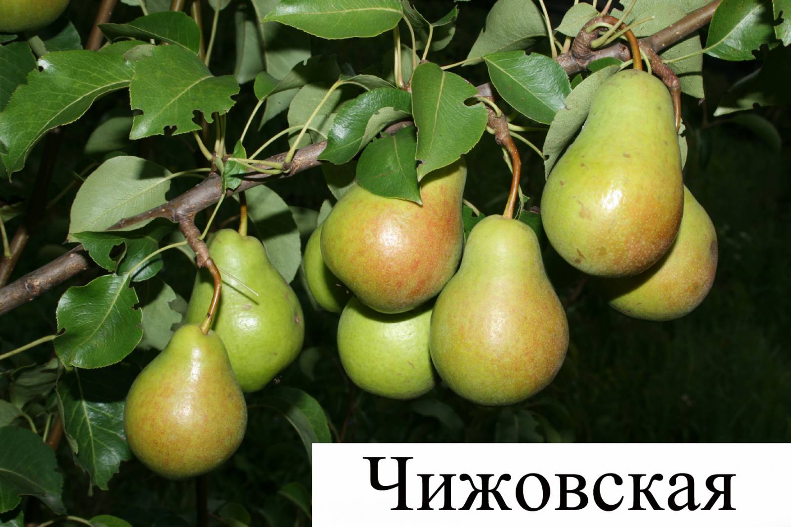 Как сделать калейдоскоп своими руками? Как сделать калейдоскоп своими руками?