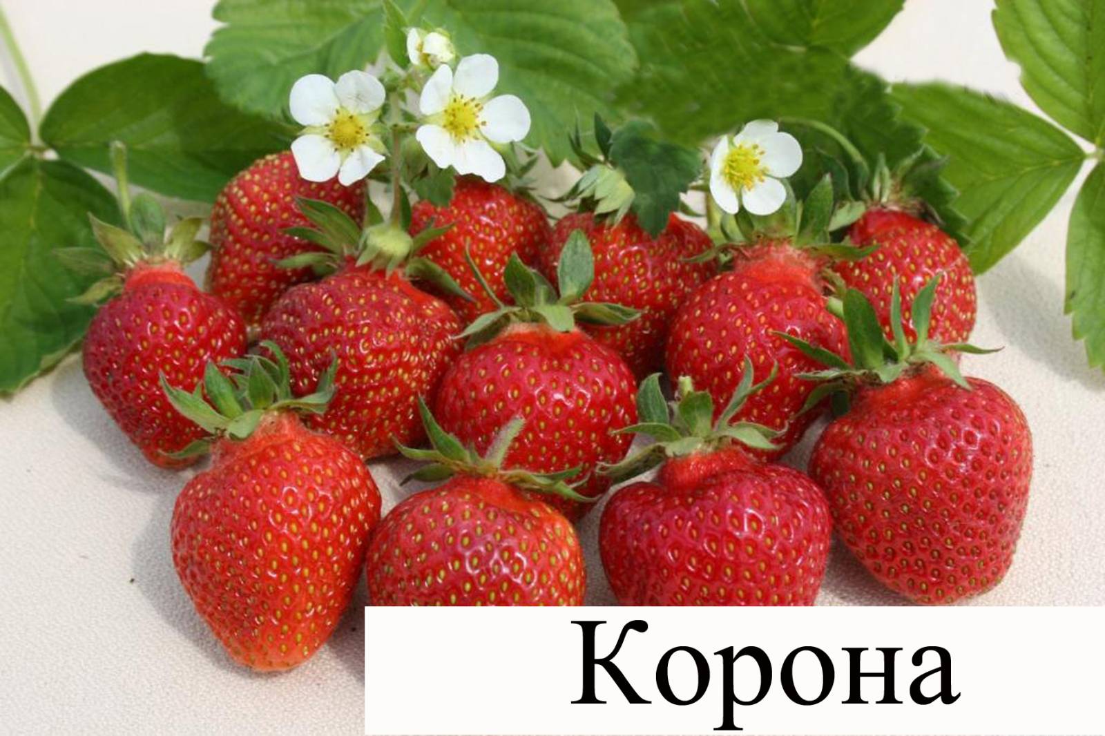 Сорт земляники корона отзывы Сорт земляники корона отзывы